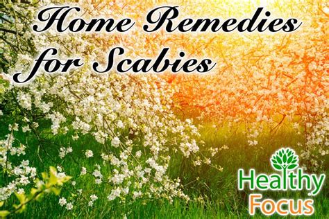 10 Proven Home Remedies For Scabies Healthy Focus