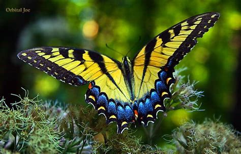 20 Most Beautiful Butterfly Photographs Of The World Awarenesss Blog