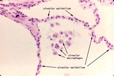Is The Alveolar Duct Composed Of Simple Squamous Epithelium Steve Gallik