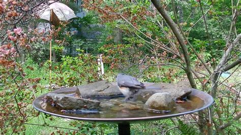 Quick And Easy Way To Attract Backyard Birds With A Bird Bath Youtube