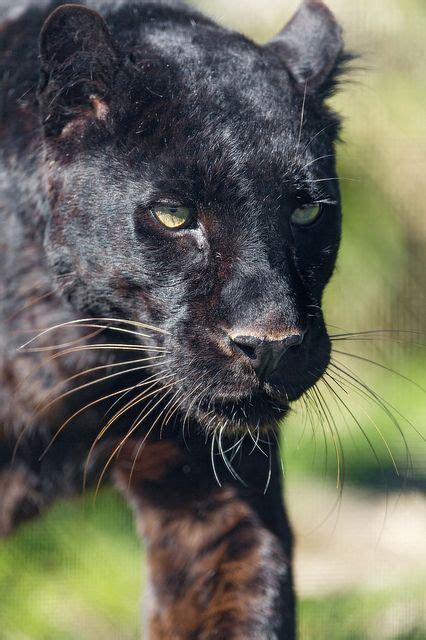 Earthandanimals Black Panther Cat Big Cat Species Animals Beautiful