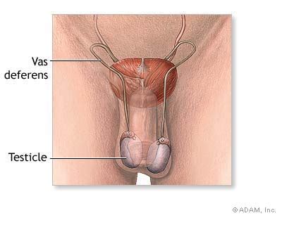 The New York Times Health Image Male Reproductive Anatomy