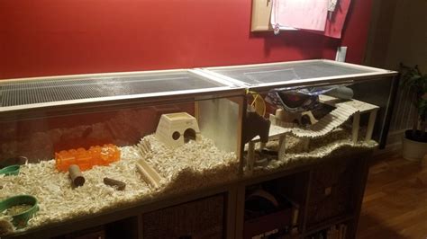 We Made A Gerbil Cage Out Of The Ikea Detolf Glass Display Cabinet For