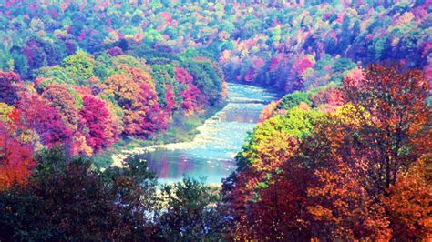 river  colorful trees forest  reflection hd