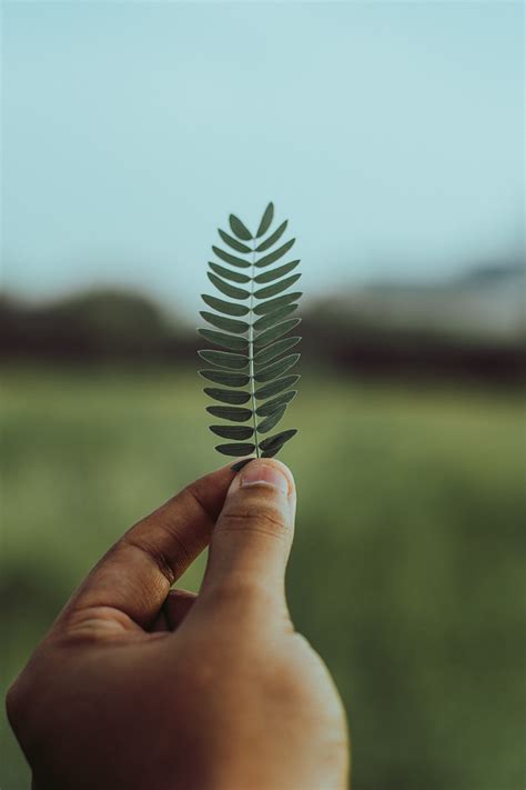 Free Images : hand, finger, green, leaf, thumb, sky, tree, photography