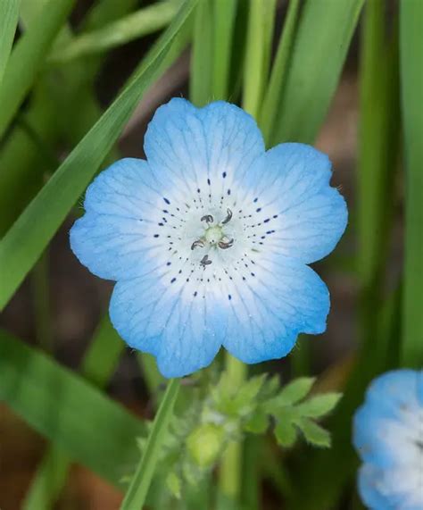 Chloe Conybeare Baby Blue Flowers Meaning Top 55 Beautiful Types Of