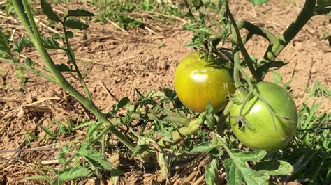 Unfortunately, tomato pests are equally as excited to eat the delicious fruits. Tomato Plant Pesticide | Cromalinsupport