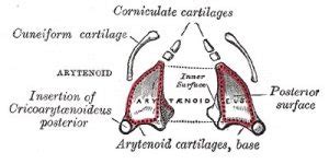 Cuneiform Cartilage