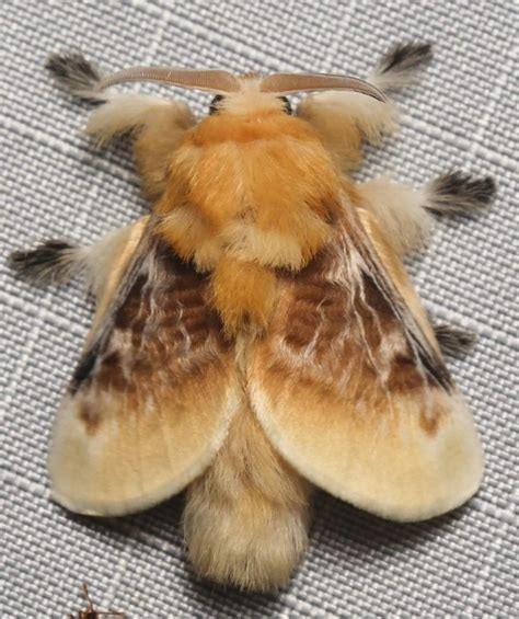 These Deaf Moths Defy Bats Using Stealthy Acoustic Camouflage Artofit