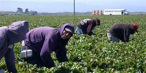 Farmworkers Still Inadequately Protected From Pesticides Report Finds