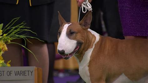 Bull Terriers Colored Wkc Breed Judging 2020 Youtube