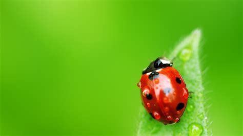 4k Insects Wallpapers High Quality Download Free