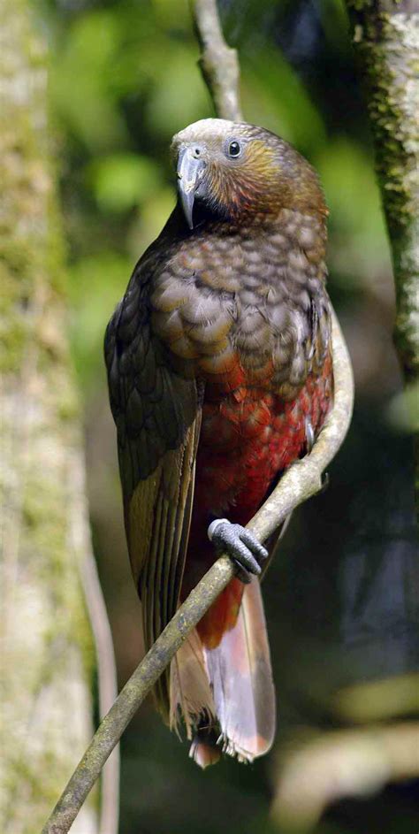 What are the best birds to have as pets? New Zealand Kaka, also known as Kākā, (Nestor meridionalis ...
