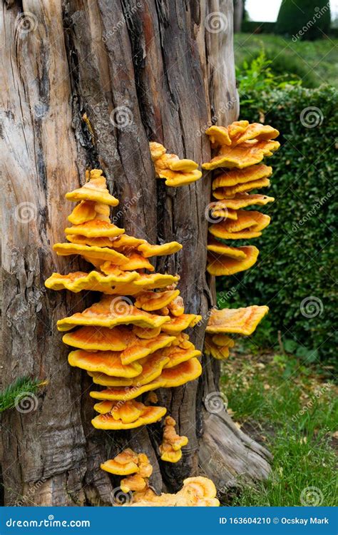 Fungus On Tree Stump Stock Photo Image Of Growth Fungi 163604210