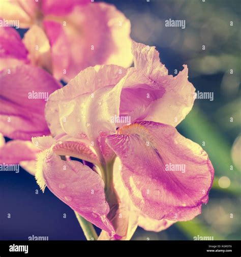 Pink Iris Flowers In The Garden Stock Photo Alamy