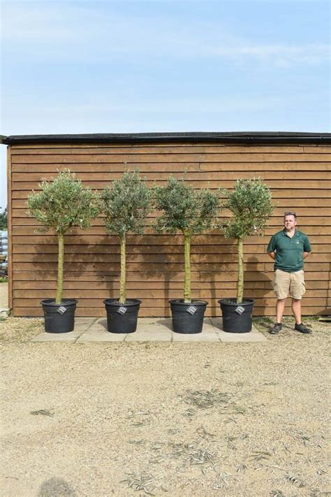 X4 Tall Stem Lollipop Olive Trees Olive Grove Oundle