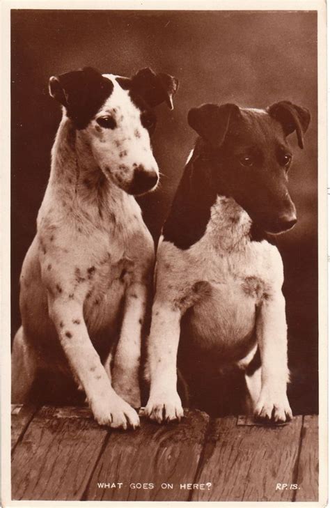 Two Adorable Brindle Jack Russell Terriers Vintage Real Photo Postcard