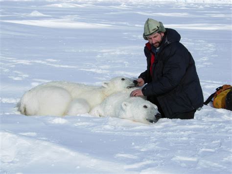 Living On Earth Starving Polar Bears