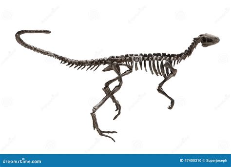 Dinosaur Fossils Royalty Free Stock Photo 10812021