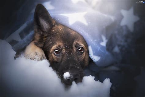 Snow Muzzle German Shepherd Blanket Dog Nice Wallpapers 2560x1707