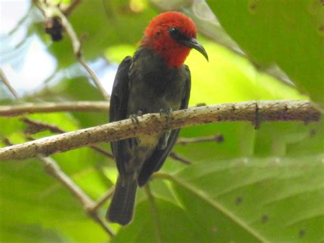 Rote Myzomela Ebird