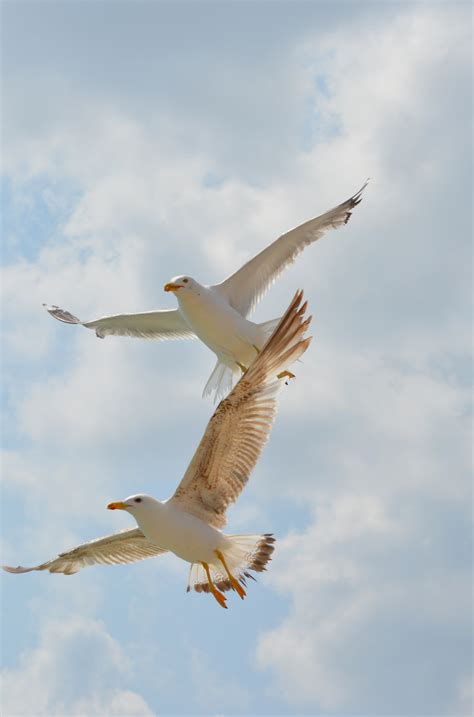 Free Images Bird Wing Sky Pelican Seabird Seagull Gull Flight