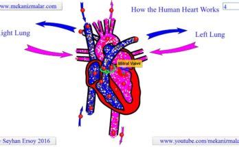 How do the lungs and respiratory system work? How do the heart and lungs work together? | Anaaya Foods