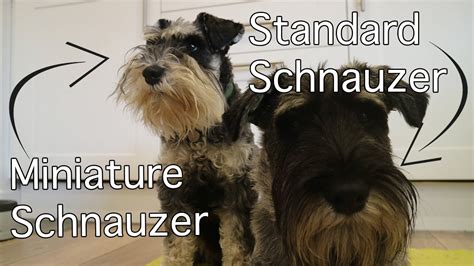 Miniature Standard Schnauzer Size Comparison Burt Updates Youtube