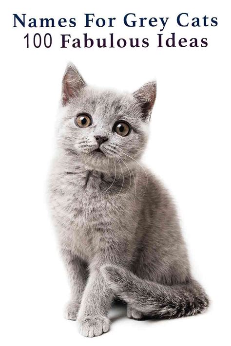 Grey Cat Names Artofit