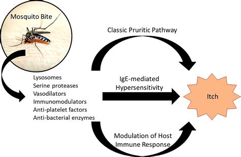 Frontiers Update On Mosquito Bite Reaction Itch And Hypersensitivity