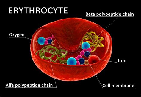 Red Blood Cell Structure Stock Illustration Illustration Of Capillary