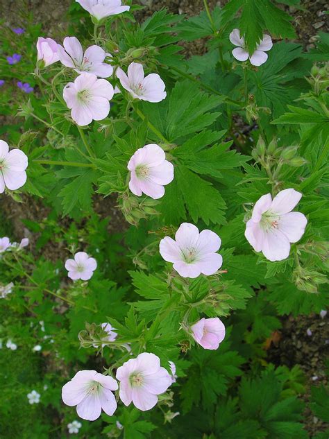 Geranium Sylvaticum F Roseum ‘bakers Pink Penlan Perennials Nursery