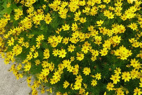 Some of the dwarf species they're drought tolerant so they grow well in zones 6 through 10. Perennial Flowers That Bloom All Summer