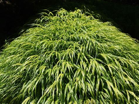 Growing Forest Grass Tips On Caring For Japanese Forest Grasses