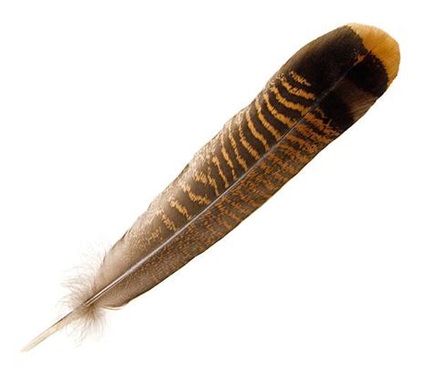 Turkey Feathers Stock Photos Pictures And Royalty Free Images Istock