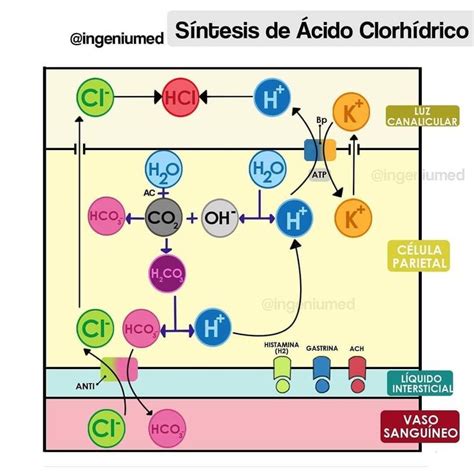 Síntesis de ácido clorhídrico 1 Bioquímica Histología Fisiología