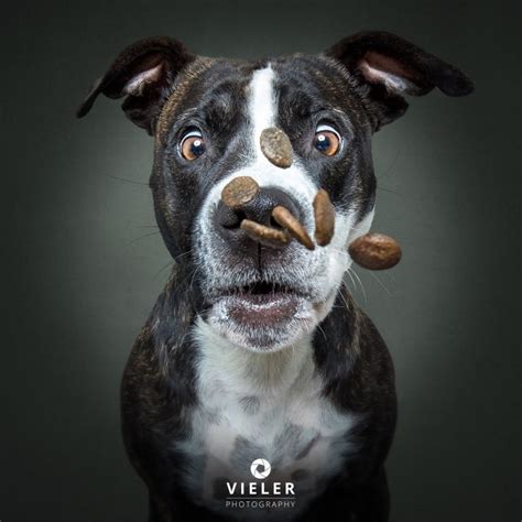 Fotos De Erros Atrapando Premios Por Christian Vieler Funny Dogs Cute