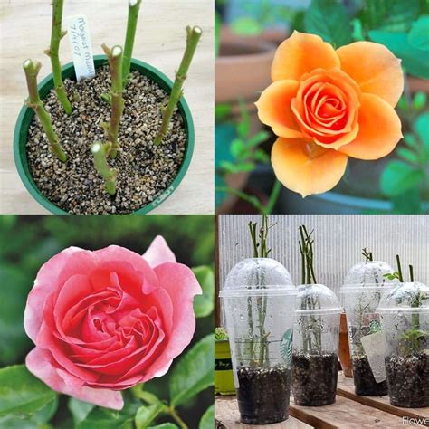 How To Grow Roses From Cuttings Easily Compare The Best And Worst Ways To Propagate In Water Or