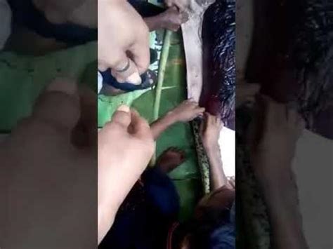 Real Or Fake Indonesian Woman Swallowed Whole By Python Video