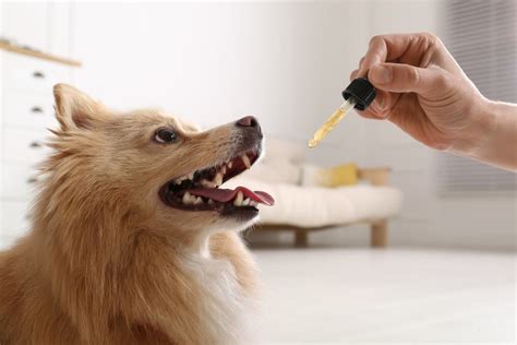 Doxycycline For Dogs Great Pet Care
