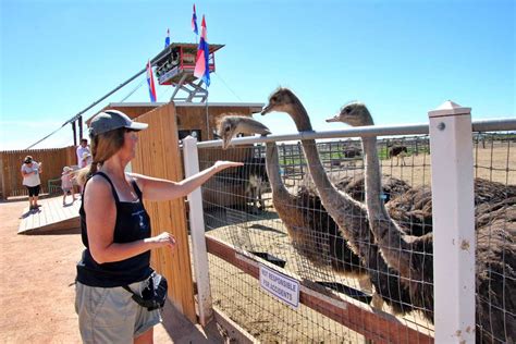 Rooster Cogburn Ostrich Ranch Not Just For Kids