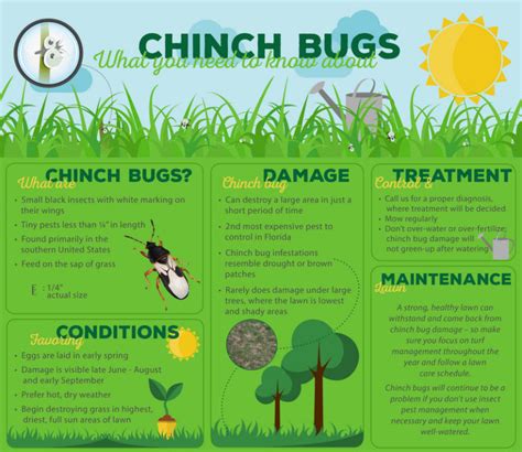 Southern Chinch Bugs How To Get Rid Of Them And Keep Your Lawn Green