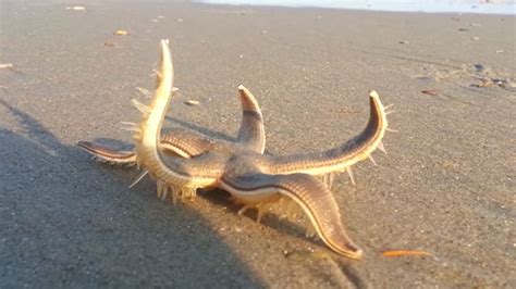 Watch A Starfish Walk On A Beach Videos From The Weather Channel