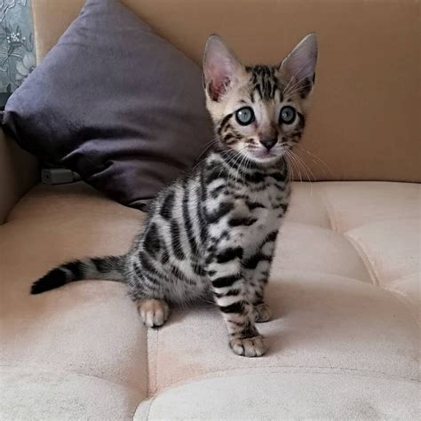 Snow Lynx Bengal Kittens For Sale Archives Cute Sweet Bengals