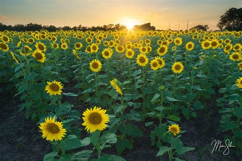 Sunflower State Sunset Haysville Ks Mickey Shannon Photography