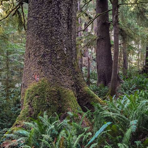 Oregons Oswald West State Park Features An Old Growth Forest Oregon