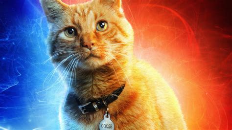 Goose The Cat In Captain Marvel Hd Movies 4k Wallpapers Images