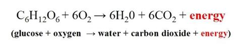 Aerobic cellular respiration stages equation products. Respiratory System - The Garden Snail Resource