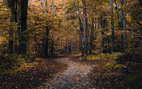 Скачать 2560x1600 парк дорожка деревья опавшие листья осень