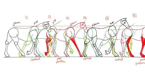 Dog Walk Cycle Reference